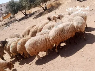  2 نوفر لكم.خرفان.  طليان.  بيلدي. اردني.