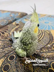  4 فرخ ببغاه كوكتيل ماء شالله صلاة النبي أليف ولعوب الموقع اربد شارع الحصن تواصل خاص