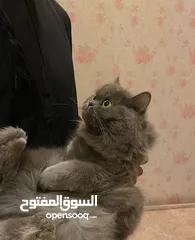  3 قط انثى سكوتش للبيع