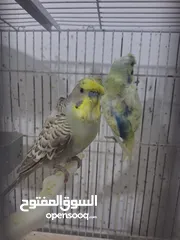  1 غرفة طيور حب هوغو وبردات انكليزي على هوغو للبيع بسعر حرق