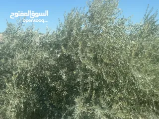  1 ارض للبيع بيت ايبا