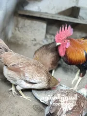  2 يتوفر بيض من هذا الحلال