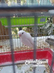  20 جوزين فيشر و روز الأسعار في الأسفل