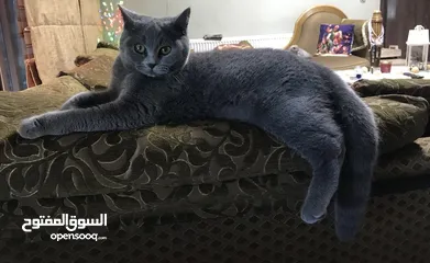  4 قطط سكوتش فولد