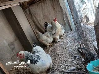  1 طبقة بيض براهما