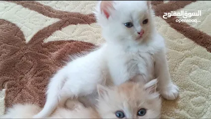  11 قطط للبيع بأسعار مميزة
