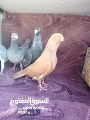  5 حمام للبيع اقرأ الوصف