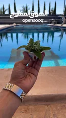 3 مزرعه للإيجار
