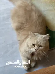  4 قط للبيع  