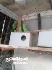  17 ببغات دره هندي