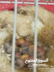  7 للبيع طيره كنار مع اربع فراخ حسون  عمرهم 5 ايام