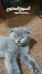  5 Scottish fold Pure  سكوتش فولد بيور