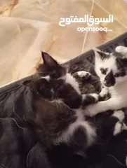  3 قطط للتبني نوع الأم سيامي