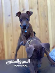  1 “للذوّاق فقط – Mini Pinscher بيور راقٍ ونادر