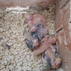  1 فراخ كوكتيل زق عمر 15 يوم وايت فيس ازبل سكني توصيل داخل اربد