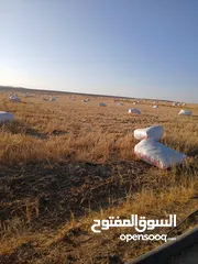  13 تبن قمح للبيع عترابو
