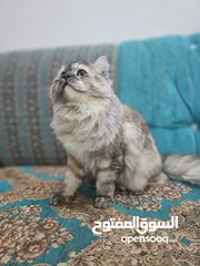  1 قطه شيرازيه لون ابيض ورصاصي وبني
