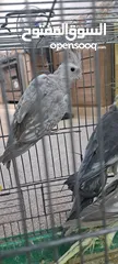 14 صلي على نبي طيور كوكتيل  للبيع مشكل الأعمار ونظافه وصحه  عنوان  طبربور ابو عليا