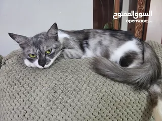  1 قطة  مكس للتبني Cat For adoption