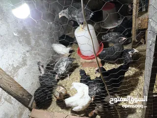  3 فلوس عربي و فيومي