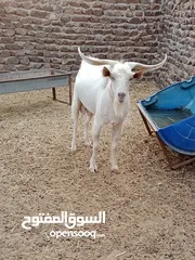  6 بيع المواشي