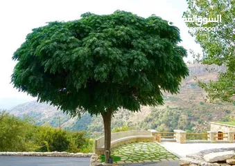  6 بعد إذن الإدارة  متوفر لدينا شجر زنزلخت الشماسي إيطالي أنثى ارتفاع من 180 سم إلى 250 سم سعر الشجره 6