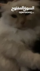  18 شيرازي للبيع عمرها سنة وشوي سعرها 600(قابل للتفاوض المعقول) اجتماعية وبترد عصحابها ومتعودة عالحمام