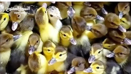  1 صيصان بط عمر 10 ايام