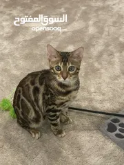  5 FOR SALE: Bengal Cat