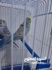  3 غرفة طيور حب هوغو وبردات انكليزي على هوغو للبيع بسعر حرق