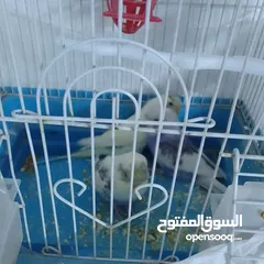  13 التواصل عبر الوتس اب عصافير حب وكوكتيل حجم جامبو كبير مفتلات والبينه وعادي