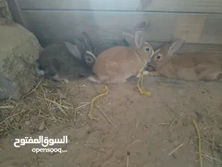  3 ارانب حجم وصط