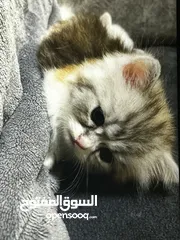  5 شيرازي العمر شهرين