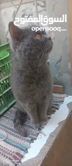  5 للبيع سعر مناسب