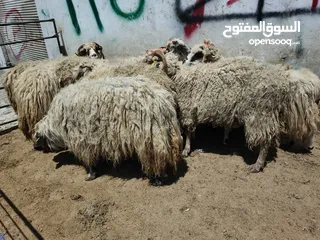  2 بيع جميع الانواع الاغنام