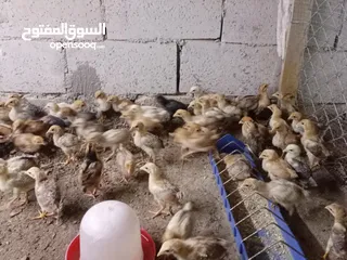  6 صوص بلدي عمر 38 يوم   صوص بلدي عمر 18 يوم