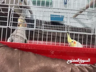  3 جوز كوكتيل مع المطير  للبيع منتج ومكفول بسعر حرق وقابل للتفاوض