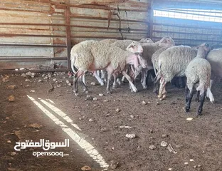  6 بيع جميع الانواع الاغنام