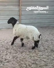  1 للبيع ذبايح شي طيب