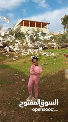  4 متاح حمام لاحم فرنسي بيور