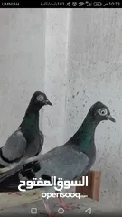  9 حمام شلبي جواز نخب أول