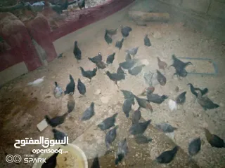  2 فراخ للبيع