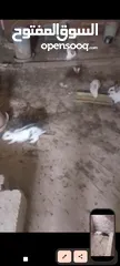  1 كوم   أرانب   للبيع