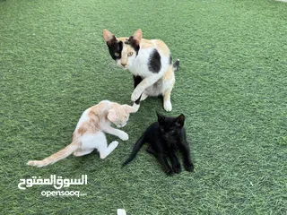  3 قطة للتبني cats for adoption