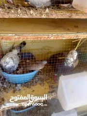  10 حمام للبيع