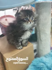  1 قطط إسكتلندية  العمر 55 يوم ، شوف الريلز والعرض السفاح اذا مش كامل حاكيني لابعتلك العرض