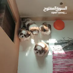  4 Shitzu puppies