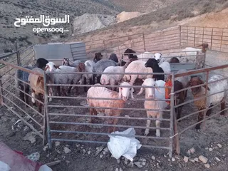  3 19 ثنيه فيهن عشار للتواصل