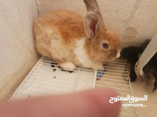  5 ارانب  lion head ذكور نوعهم راس الاسد Rabbits