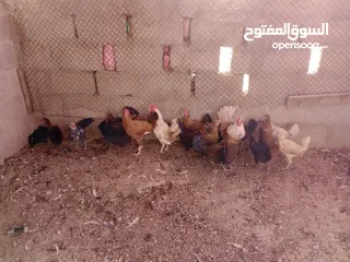  6 دجاج عماني